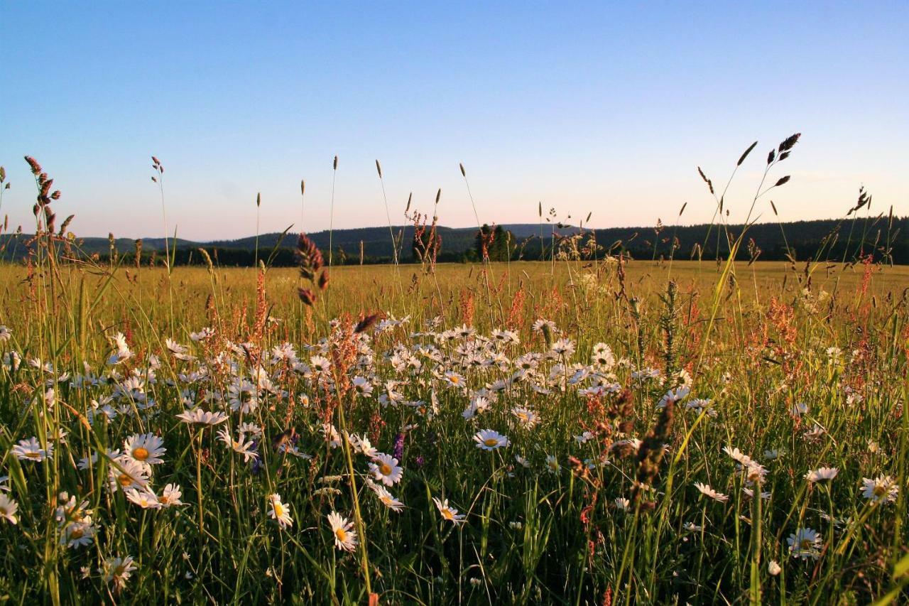 Landhaus Edelweiss Bed&Breakfast - Adults Only Neustadt am Rennsteig Eksteriør bilde